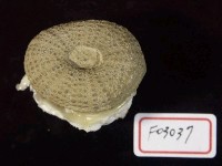 藏品(海膽化石)的圖片